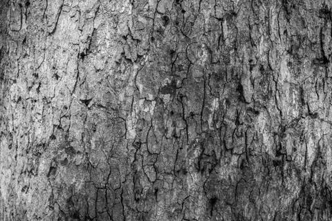 Bark from big trees in the forest. Stock Photos