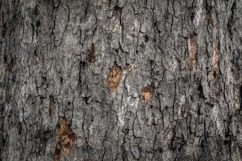 Bark from big trees in the forest. Stock Photos