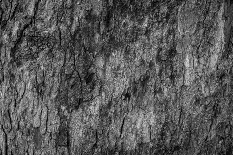 Bark from big trees in the forest. Stock Photos