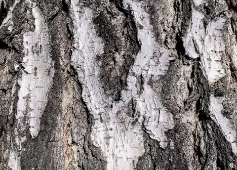 Bark Birch close-up, texture of a birch tree, Russia Foto stock