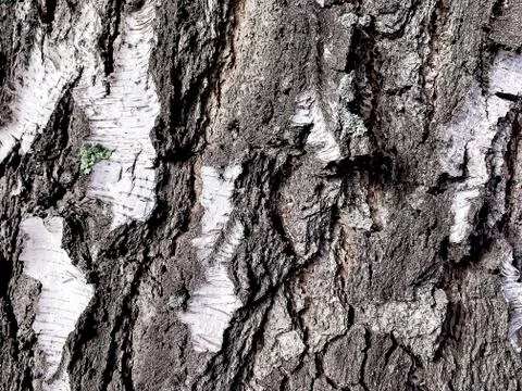 Bark Birch close-up, texture of a birch tree, Russia Stock Photos