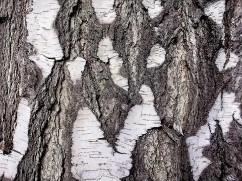 Bark Birch close-up, texture of a birch tree, Russia Stock Photos