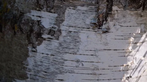 Bark of a birch in closeup Stock Footage 116655751