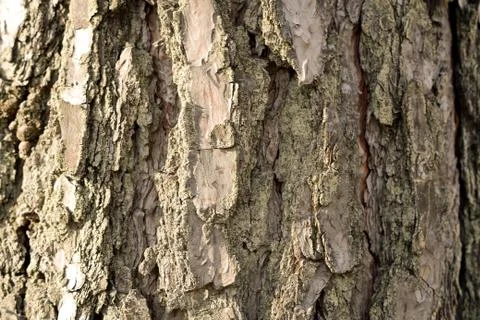Bark of birch in the cracks texture and background Stock Photos