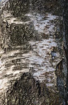 Bark of birch in the cracks texture Stock Photos