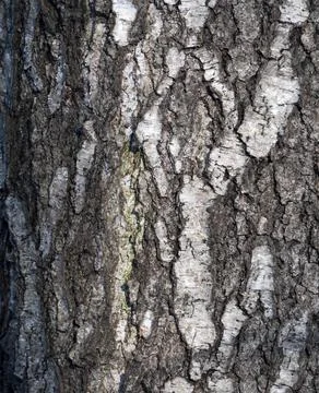 Bark of birch in the cracks texture Stock Photos