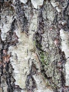 Bark of birch in the cracks texture Stock Photos
