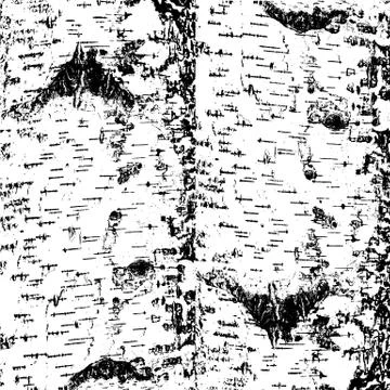 Bark of birch in the cracks texture. Vector illustration. Stock Illustration