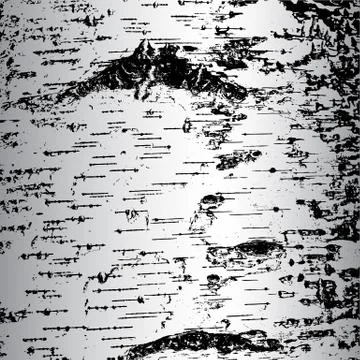 Bark of birch in the cracks texture. Vector illustration. Stock Illustration