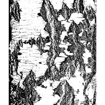 Bark of birch in the cracks texture. Vector illustration. Stock Illustration