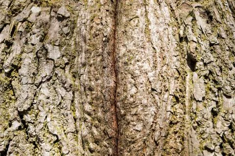 The bark of the birch macro background Stock Photos