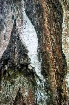 The bark of the birch macro background Stock Photos
