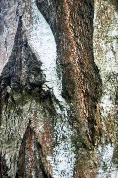 The bark of the birch macro background Stock Photos