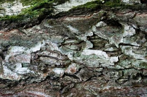 The bark of the birch macro background Foto stock