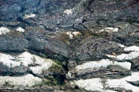 The bark of the birch macro background Stock Photos