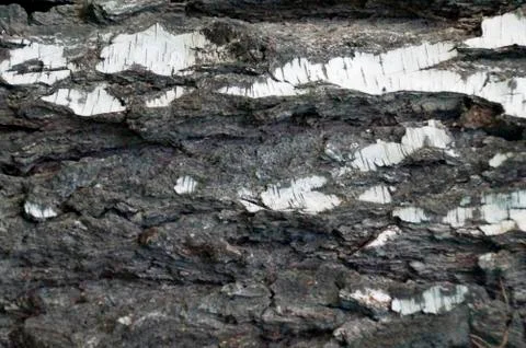 The bark of the birch macro background Stock Photos
