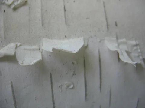 The bark of the birch. macro Stock Photos