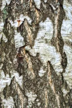 Bark of the birch. Stock Photos