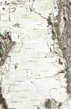 Bark of birch Stock Photos