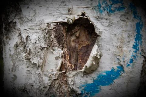 Bark of a birch tree Stock Photos