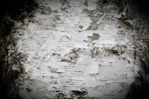 Bark of a birch tree Stock Photos