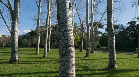 Bark of a birch tree Stock Photos