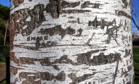 Bark of a birch tree Stock Photos