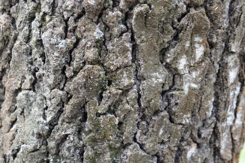 The bark of the birch, the tree for the texture of the forest, in the daytime is Stock Photos