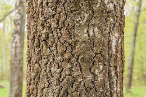 The bark of the birch, the tree for the texture of the forest, in the daytime is Stock Photos