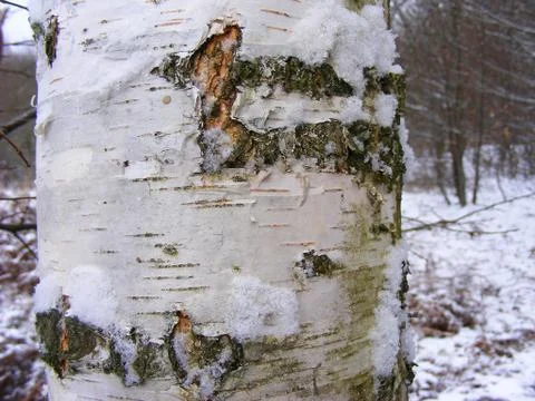 Bark of birch tree in winter forest close up Stock Photos