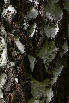 The bark of a birch tree, from the youngest, by advantage is white with rare  Stock Photos