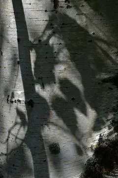 The bark of a birch tree, from the youngest, by advantage is white with rare  Stock Photos