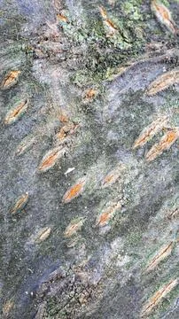 The bark of the bird cherry with visible details Stock Photos
