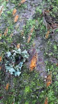 The bark of the bird cherry with visible details Stock Photos