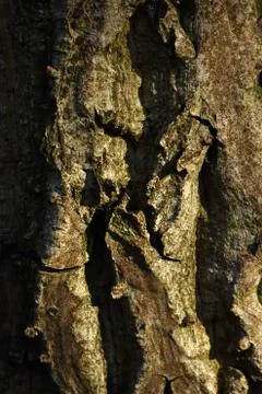 Bark of black walnut tree Stock Photos
