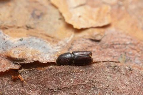Bark borer beetle on pine bark Stock Photos