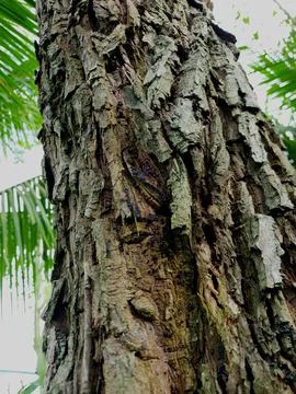 The bark of a brown pine tree trunk in the yard Stock Photos