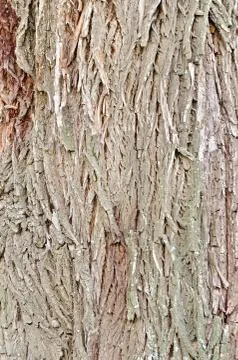 Bark brown willow texture Stock Photos