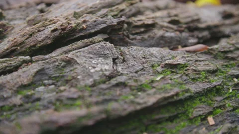 Bark of brown wood Stock Footage 141510432