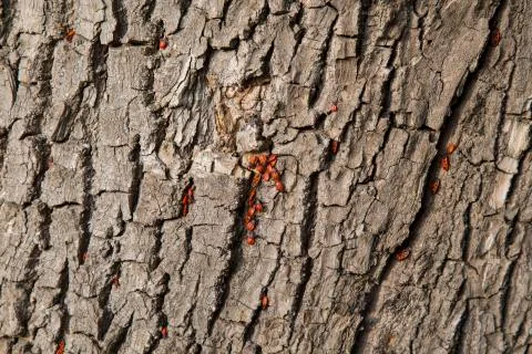 On the bark Bugs Stock Photos