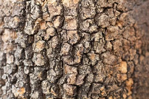 Bark of a carob tree in a close up view Stock Photos