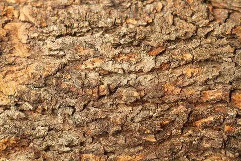 Bark of a carob tree in a close up view Stock Photos