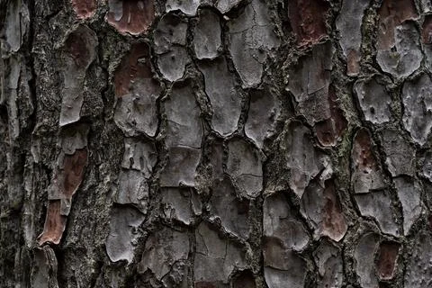 The bark of the cedar tree. cora background. Close-up of the bark Stock Photos