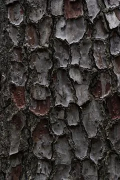Bark of the cedar tree. cora background. Close-up of the bark Foto stock
