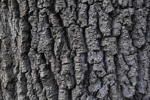 Bark of cedar tree texture background Foto stock