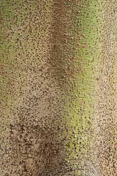 Bark of the ceiba tree Stock Photos