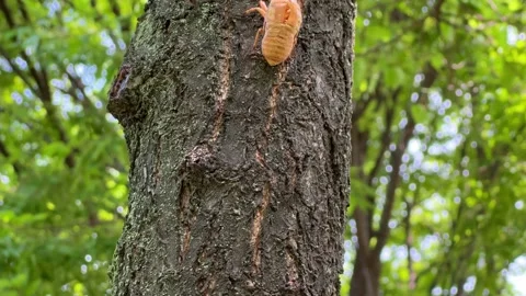 The bark of a cicada larva attached to a tree trunk Stock Footage 201871036