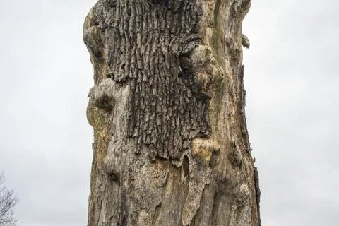 Bark clinging on to dead tree trunk Stock Photos