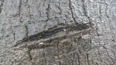 Bark close up of black poplar tree Stock Photos