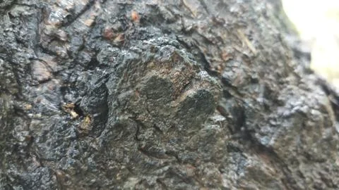 Bark close up of black poplar tree Stock Photos